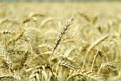 Устойчивую к засухе пшеницу вырастили ставропольские селекционеры