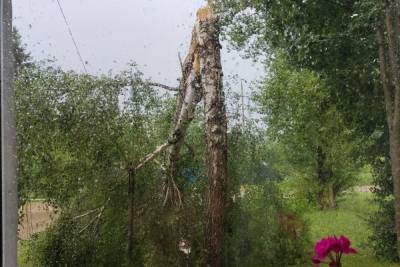 В Тверской области столь желанная гроза повалила деревья и оставила горожан без света