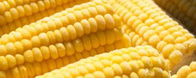 На биржах за неделю кукуруза подешевела на 11%