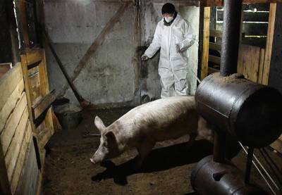 Вспышку африканской чумы свиней выявили в Нижегородской области
