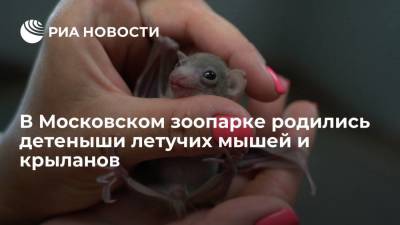 Генеральный директор Московского зоопарка Акулова рассказала о родившихся детенышах летучих мышей