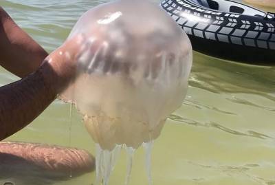В Кирилловке и Бердянске начали устанавливать защиту от медуз