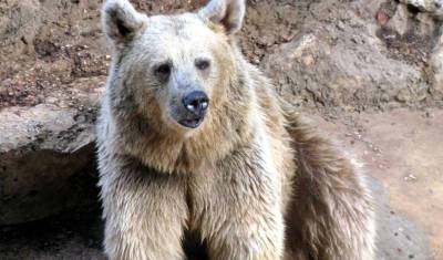 В зоопарке Новосибирска сделают берлоги для наблюдения за спящими медведями