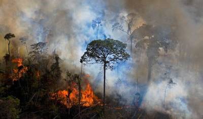 С ног на голову: леса Амазонии стали фабрикой по производству парниковых газов