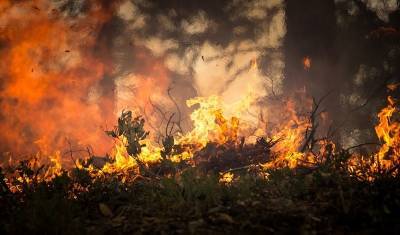 На территории России за последние сутки было потушено 105 лесных пожаров