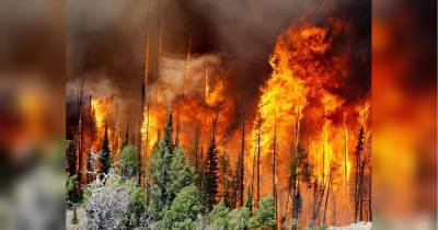 Пожежі у Росії: вогнем охоплено понад мільйон гектарів