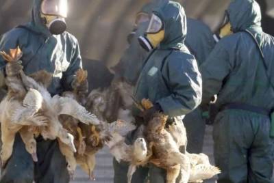 Еще в одном районе Тюменской области нашли птичий грипп. Там будут изымать домашнюю птицу