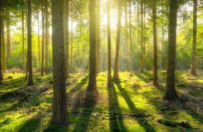 В новой лесной стратегии ЕС – охрана древних лесов и 3 млрд новых деревьев