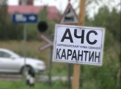 В Смоленской области обнаружили очаг АЧС