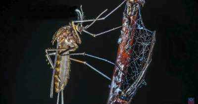 Атака с воздуха и фильм "Чужой": насекомые, разбушевавшиеся этим летом