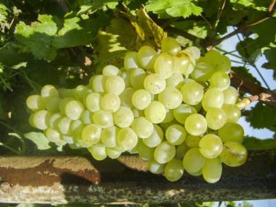 Константин Шапиро - В Азербайджане вырастили новый сорт винограда (ФОТО) - trend.az - Азербайджан