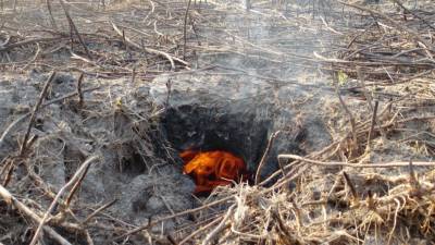 В Пермском крае для тушения крупного лесного пожара используют беспилотники