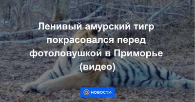 Ленивый амурский тигр покрасовался перед фотоловушкой в Приморье (видео)