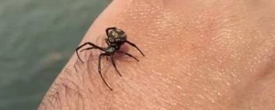 В июле 12 волгоградцев пострадали от ядовитых пауков