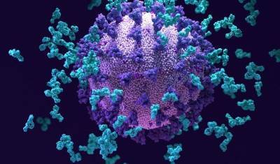 Nature: найдено антитело, навечно эффективное против SARS-CoV-2 - newizv.ru