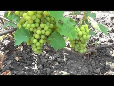 Мускатные сорта винограда