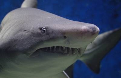 Австралийские ученые настаивают: акулы не «нападают» на людей, а просто «кусают» их