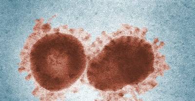 Учёные открыли "суперантитело", способное нейтрализовать множество коронавирусов