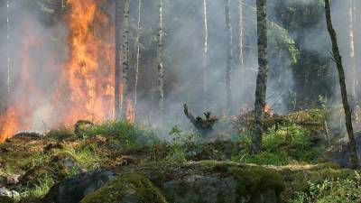Власти Костромской области ввели режим ЧС из-за лесных пожаров в Макарьевском районе