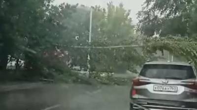 На ул. Дзержинского в Пензе дерево рухнуло на проезжую часть