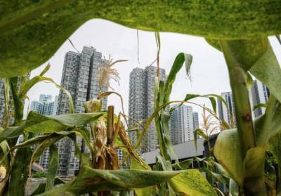 Гонконг «переносит» кукурузу на вертолетные площадки