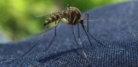 Американские ученые придумали одежду от комаров