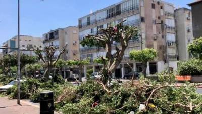 Жители Бат-Яма жалуются на варварскую обрезку деревьев: "Нас лишают тени"