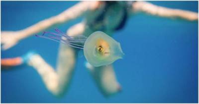 Фотограф делает уникальные снимки рыбы внутри медузы