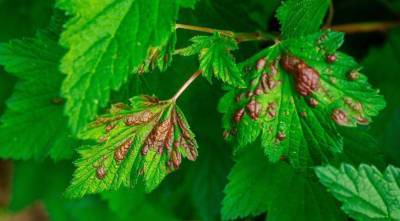 Галловая тля на смородине, или почему у смородины красные морщинистые листья