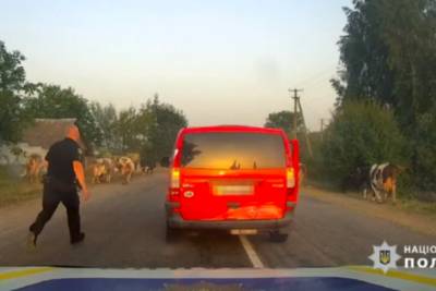 На Житомирщине пьяный водитель-неудачник застрял в "пробке" коров и попался в руки копов