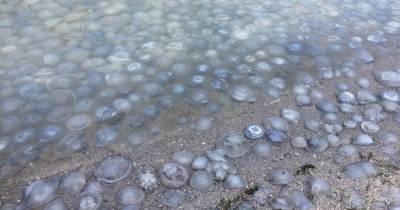 Стоит ужасная вонь: Азовское море оккупировали медузы (видео)
