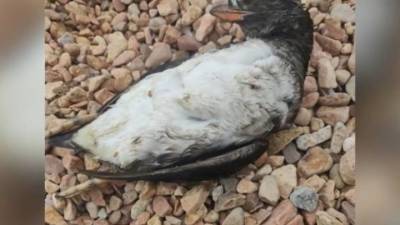 Трупы на пляже: в Приморье выясняют причины массовой гибели птиц