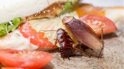Летнее нашествие тараканов: что срочно делать