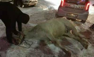 В Югре водитель на джипе сбил лошадь