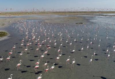 Бекир Пакдемирли - В Турции тысячи фламинго погибли на озере из-за засухи (фото) - facenews.ua - Украина - Турция - провинция Конья
