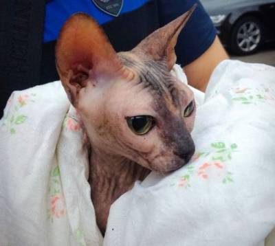 В Кемерове полицейские вернули хозяйке пропавшую кошку Соню
