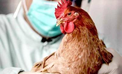 В Казанском районе из-за птичьего гриппа будут изымать домашнюю птицу