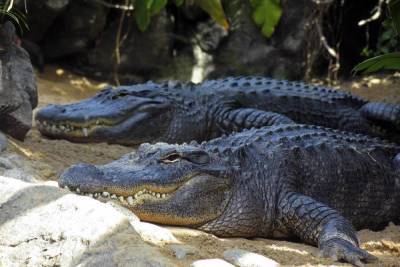 Во Флориде мужчина избил аллигатора