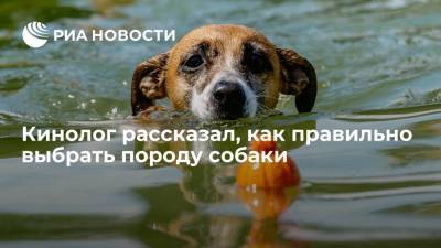 Президент Российской кинологической федерации Голубев рассказал, как правильно выбрать породу собаки
