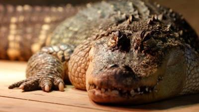 Реслинг с крокодилом: мужчина украл из парка аллигатора и подрался с ним