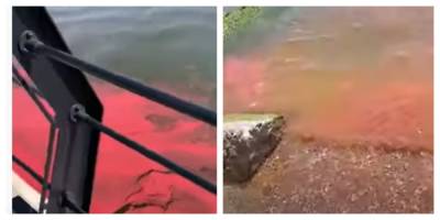 В Азовское море попала токсичная краска, кадры: "берега усеяны рыбой"