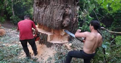Москвичи возмутились вырубкой 200-летних деревьев