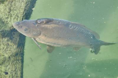 Из-за аномальной жары рыба в водоемах Ленобласти оказалась под угрозой гибели