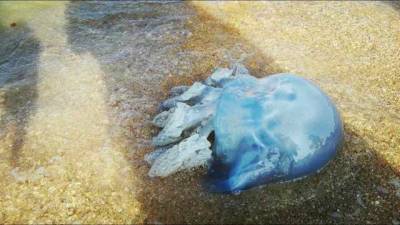 На Азовском море придумали, как бороться с надоедливыми медузами