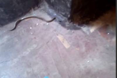 В оккупированном Луганске в дома и квартиры проползают змеи (фото)