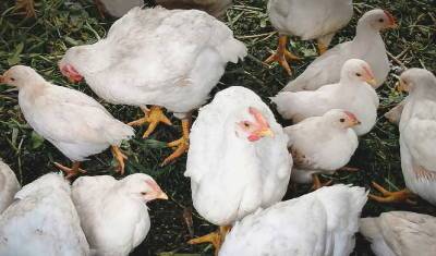 Из-за птичьего гриппа у жителей тюменского поселка изымут домашнюю птицу