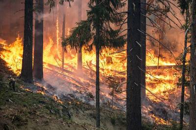 В Волосовском районе гроза вызвала крупный лесной пожар