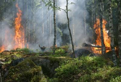 Сухая гроза в труднодоступной местности Волосовского района стала причиной природного пожара