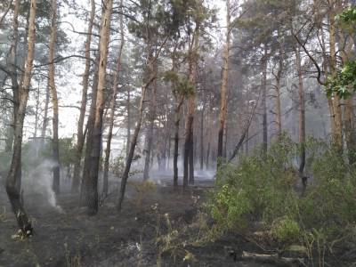 На Луганщине загорелся лес: пожар оперативно ликвидировали