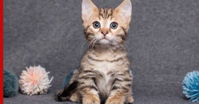 Мал, да удал: топ-7 самых маленьких пород кошек в мире
